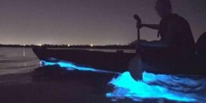 bioluminescence mexique